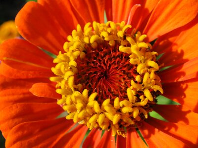 Zinnia close up summer