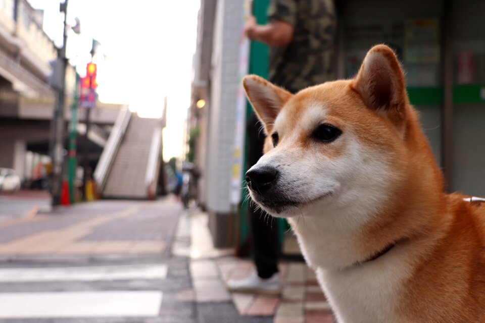 Purebred cute japan