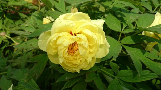 Peony luoyang 2 6 months