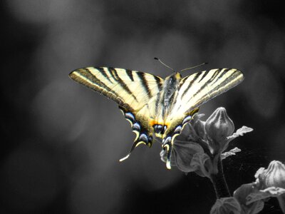 Summer wing striped color-black and white