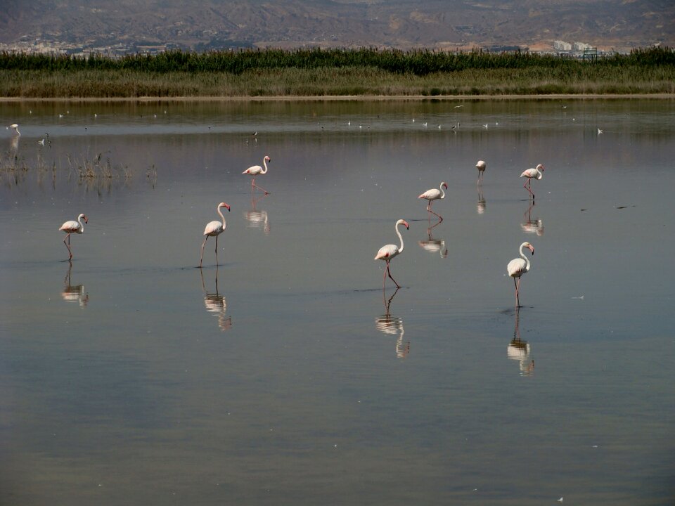 Bird iberian southeast