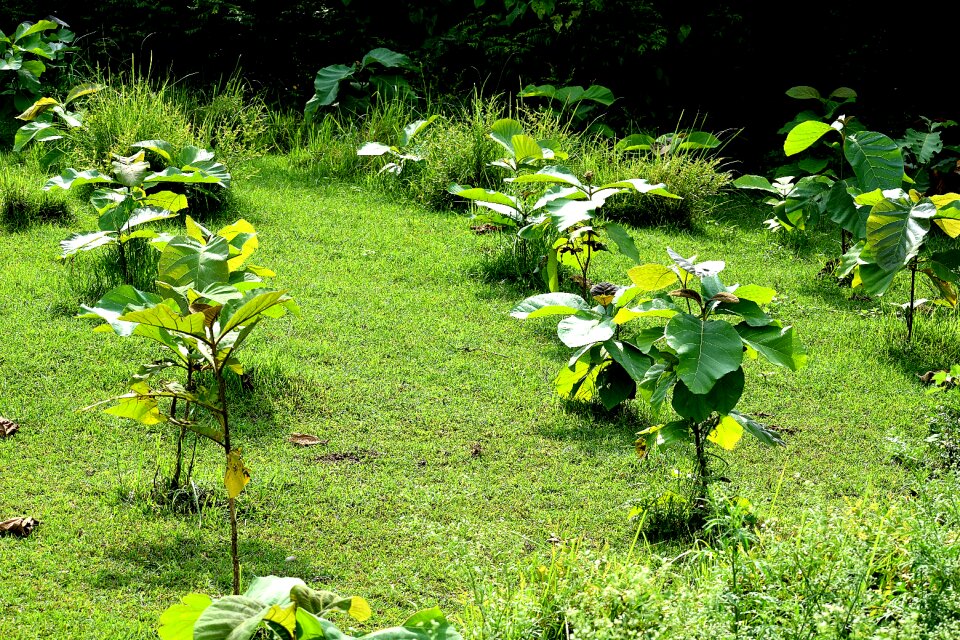 Green leaves branch