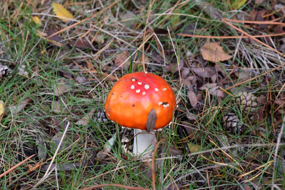 Mushroom nature forest