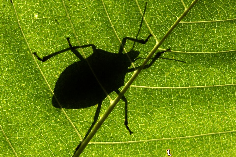 Leaf shadow