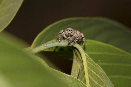 Spider macro