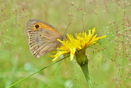 Flowering flowers meadow