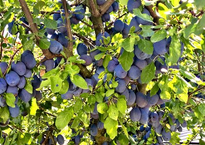 Fruit nature summer
