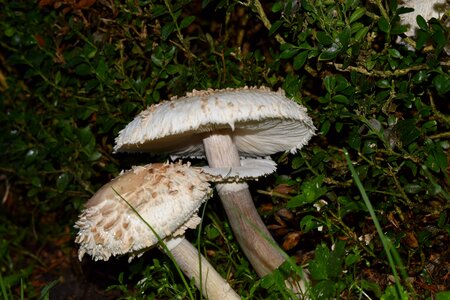 Mushroom nature forest