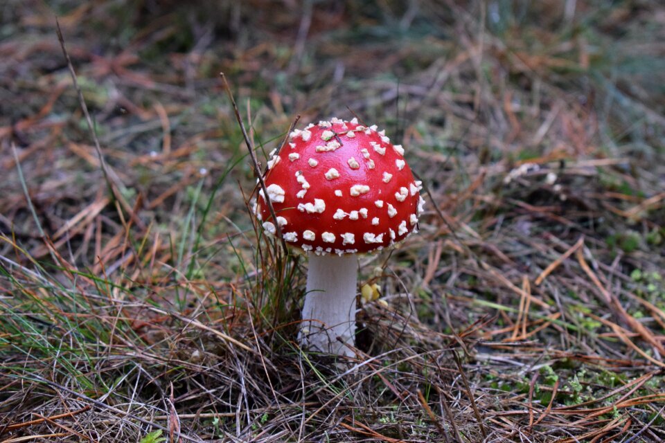 Mushroom nature forest
