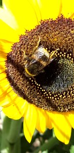 Plant bee honey photo