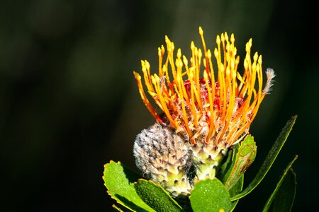 Nature plant green