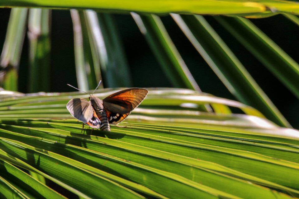 Nature wings orange