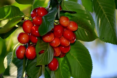 Tree cherry tree leaves