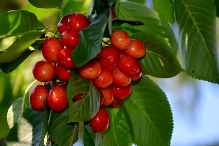 Tree cherry tree leaves photo