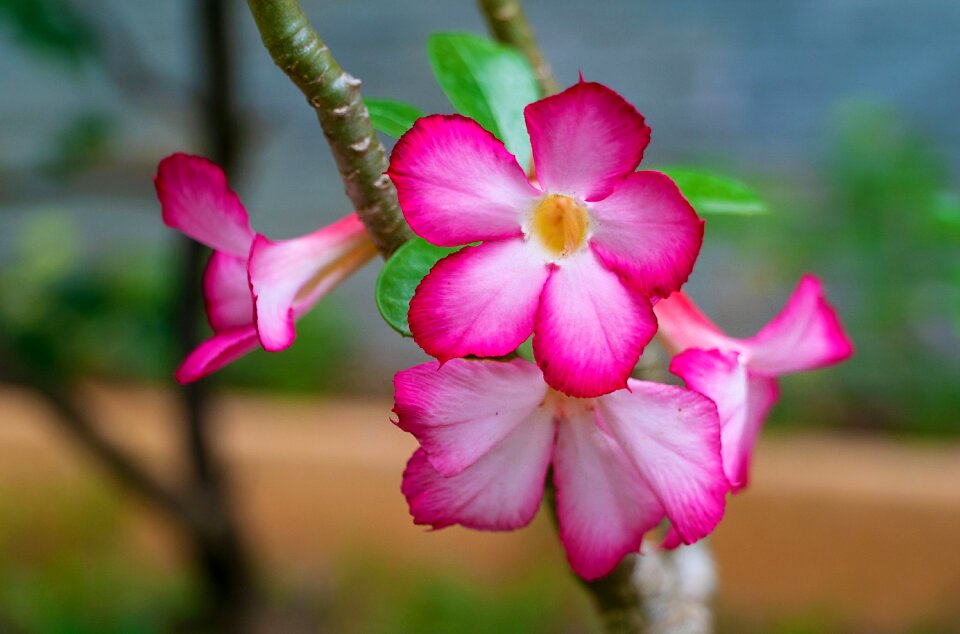 Pink nature thailand