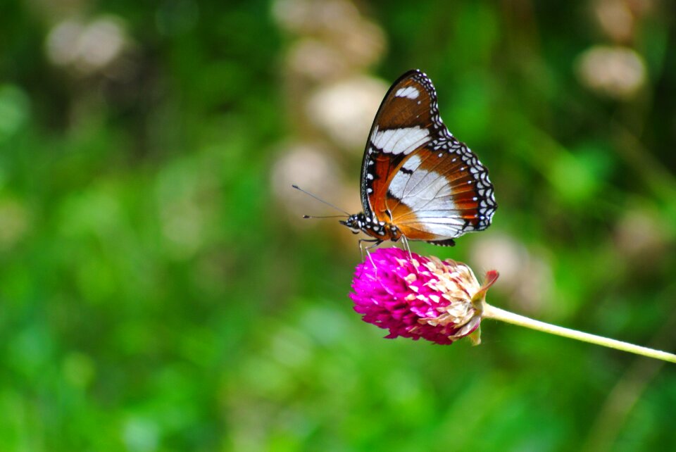 Nature flower plant