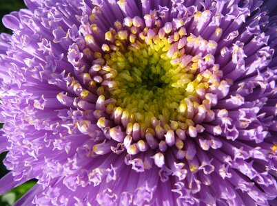 Close up blossom bloom photo