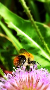 Pollination summer nature photo