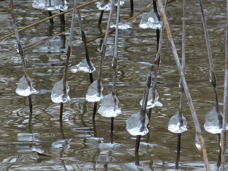 Lake reed frozen on