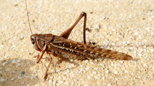 Creature wing antennas
