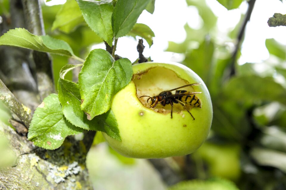 Apple close up wasp