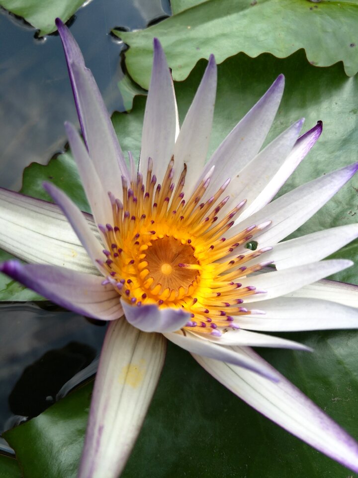 Plant flower bloom