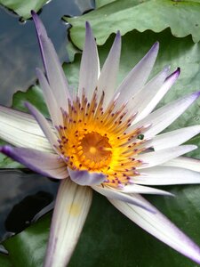 Plant flower bloom