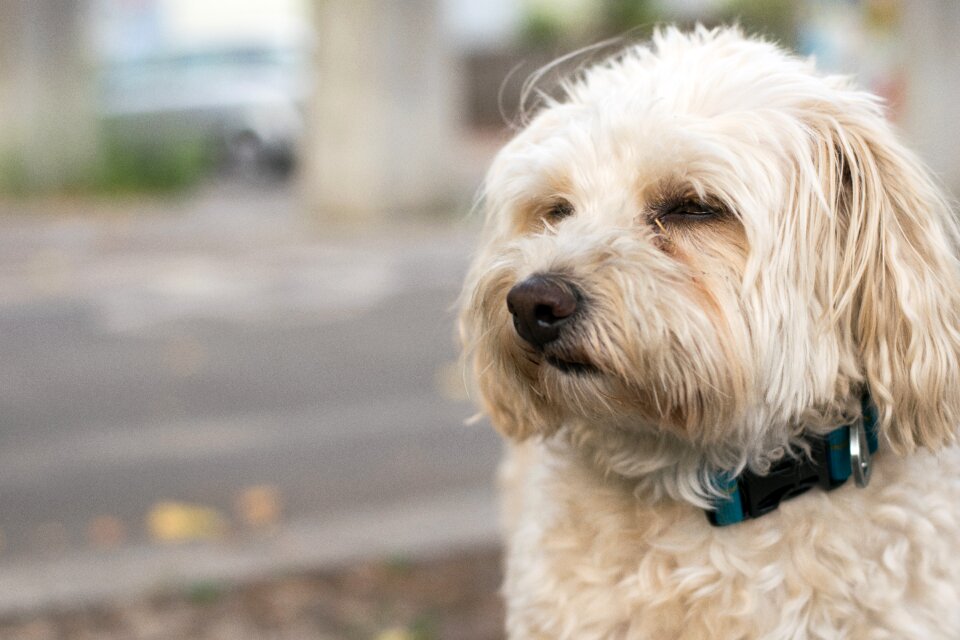 Animal pet purebred dog
