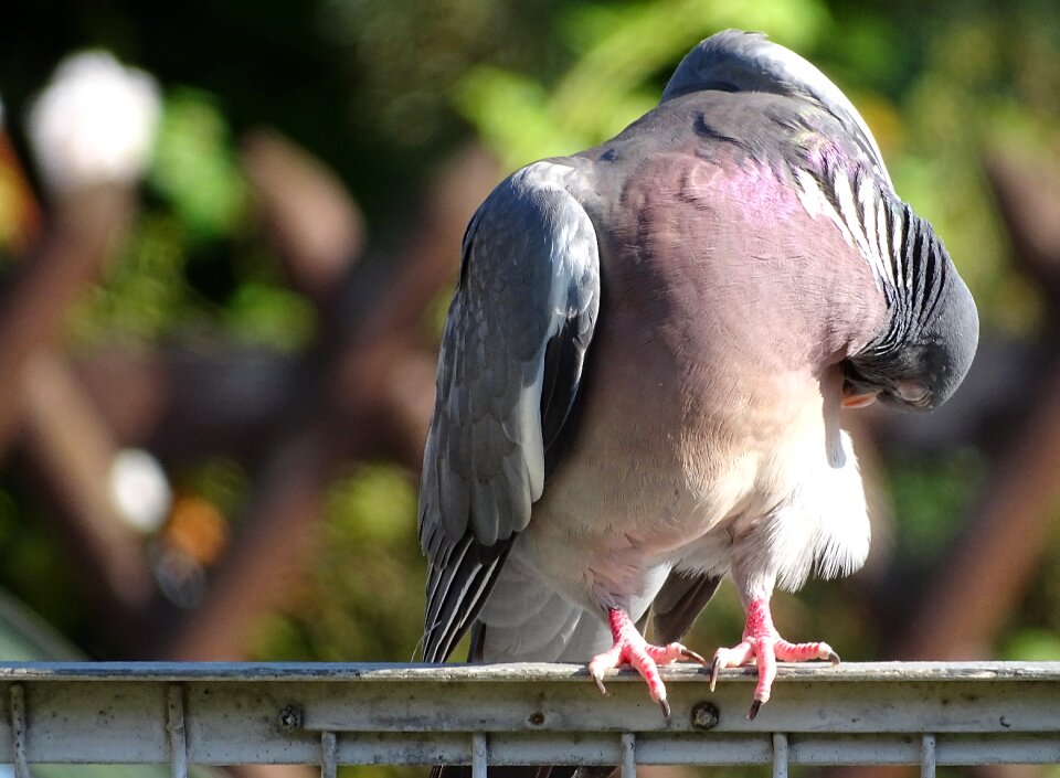 City pigeon bird street deaf photo