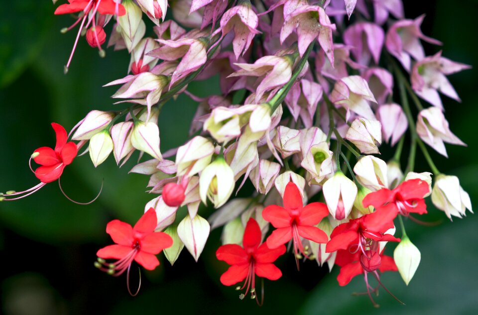 Stamen red garden