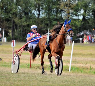 Mare equestrian horses