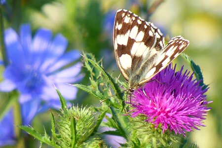 Butterfly flower meadow thistle flower photo