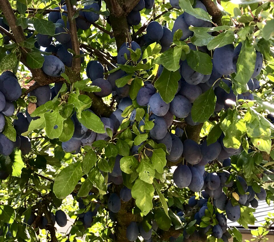 Fruit nature summer