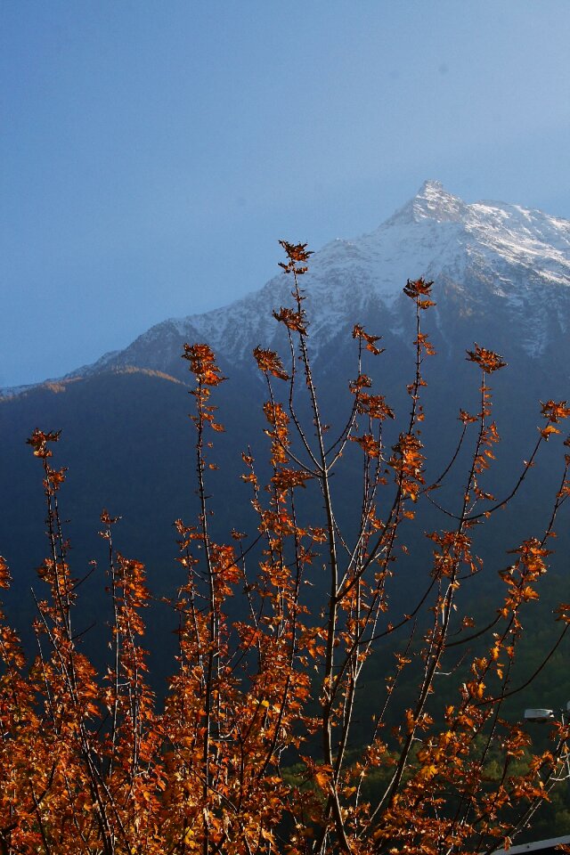 Snowy leaves mountains