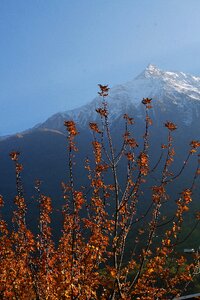 Snowy leaves mountains photo