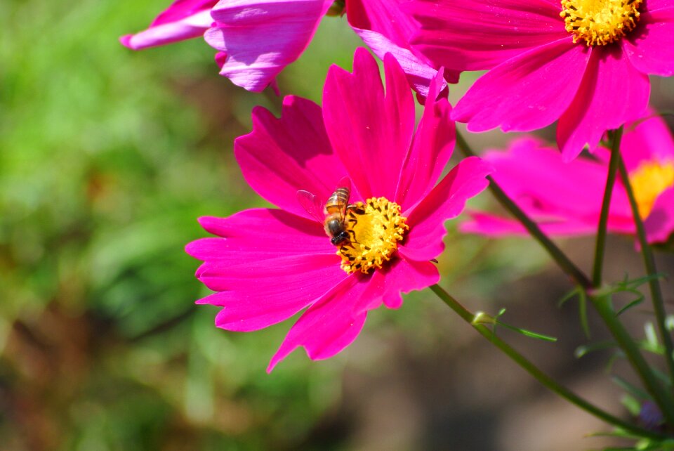 Pollen nature flowers