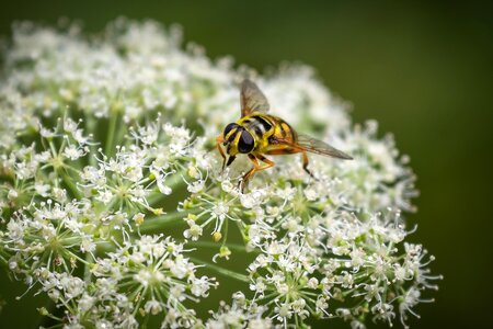 Umbel nature blossom