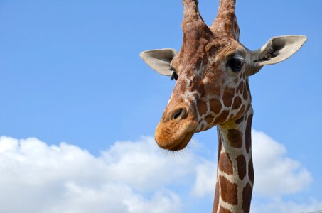 Africa savanna nature