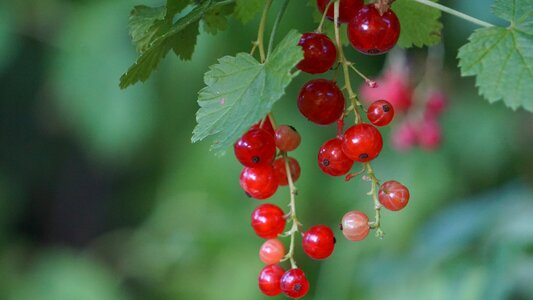 Fruit currants macro