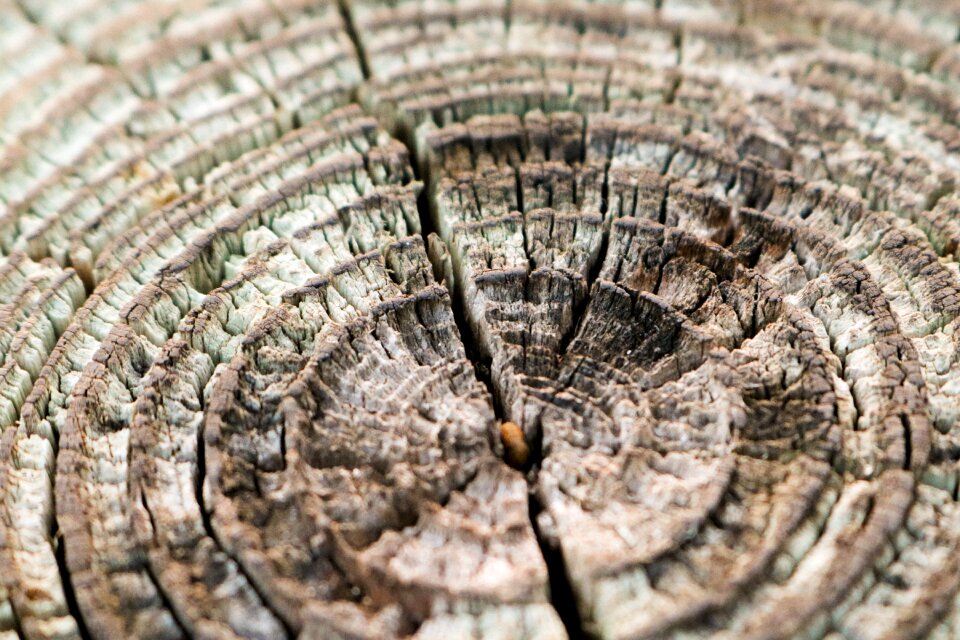 Wood surface