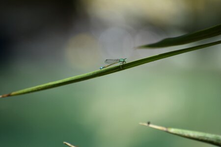 Dragonfly garden park