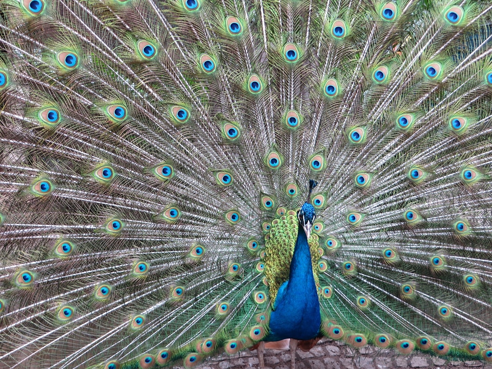 Color colorful feather