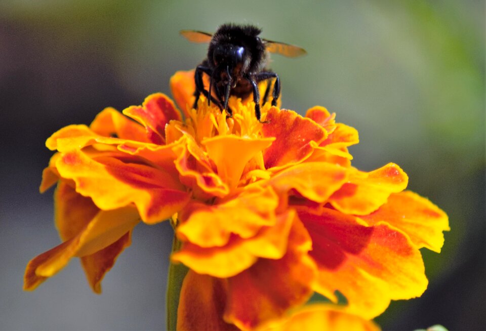 Blossom bloom insect photo