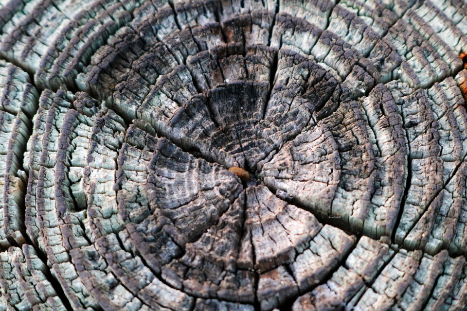 Wood surface wooden