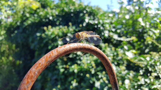 Garden insect rust