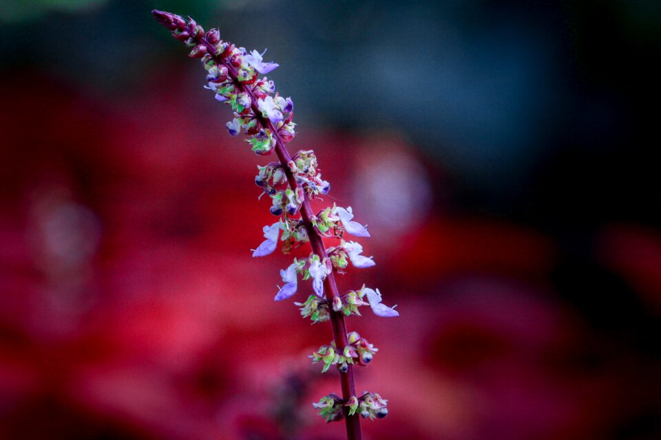 Nature plants color