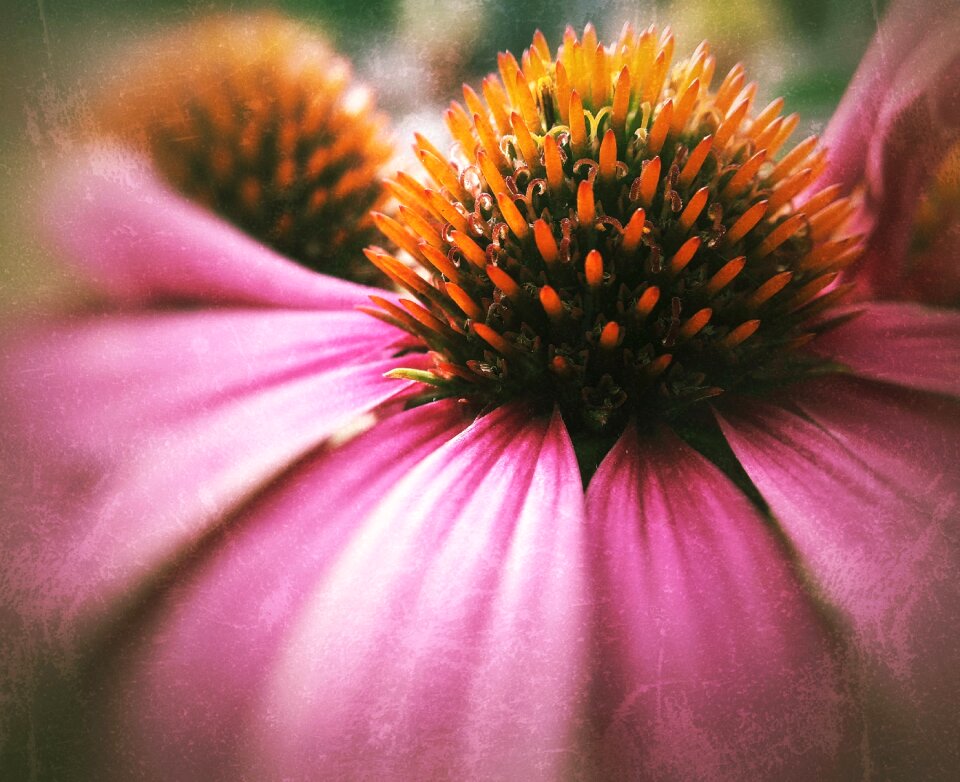 Nature blossom summer