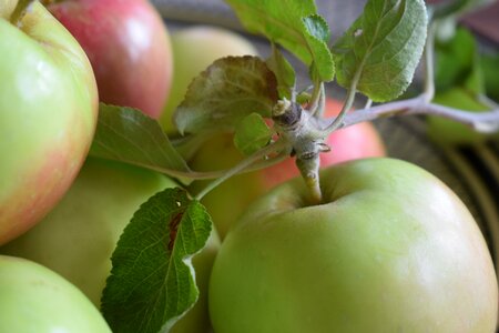 Vitamins mature apple tree