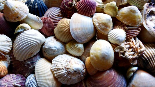 Sand shell nature