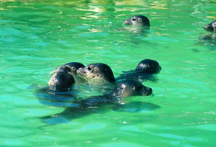 Seal meeresbewohner lake photo